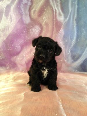 Female White and Black Schnoodle Puppy for sale in Iowa DOB 10-19-14 #7 Iowa's Top Breeder of Schnoodle Puppies!